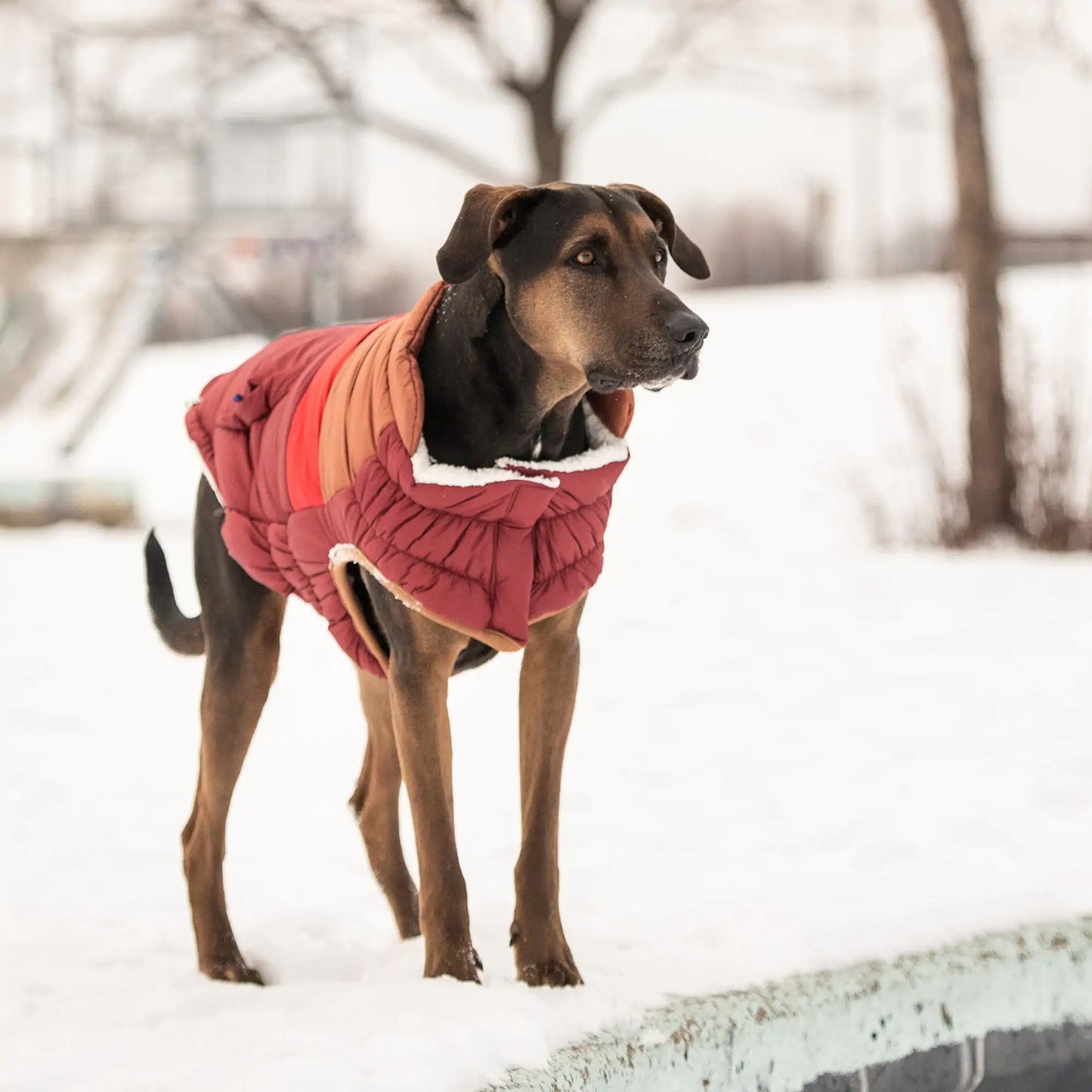 GF Pet | Retro Puffer - Dark Red