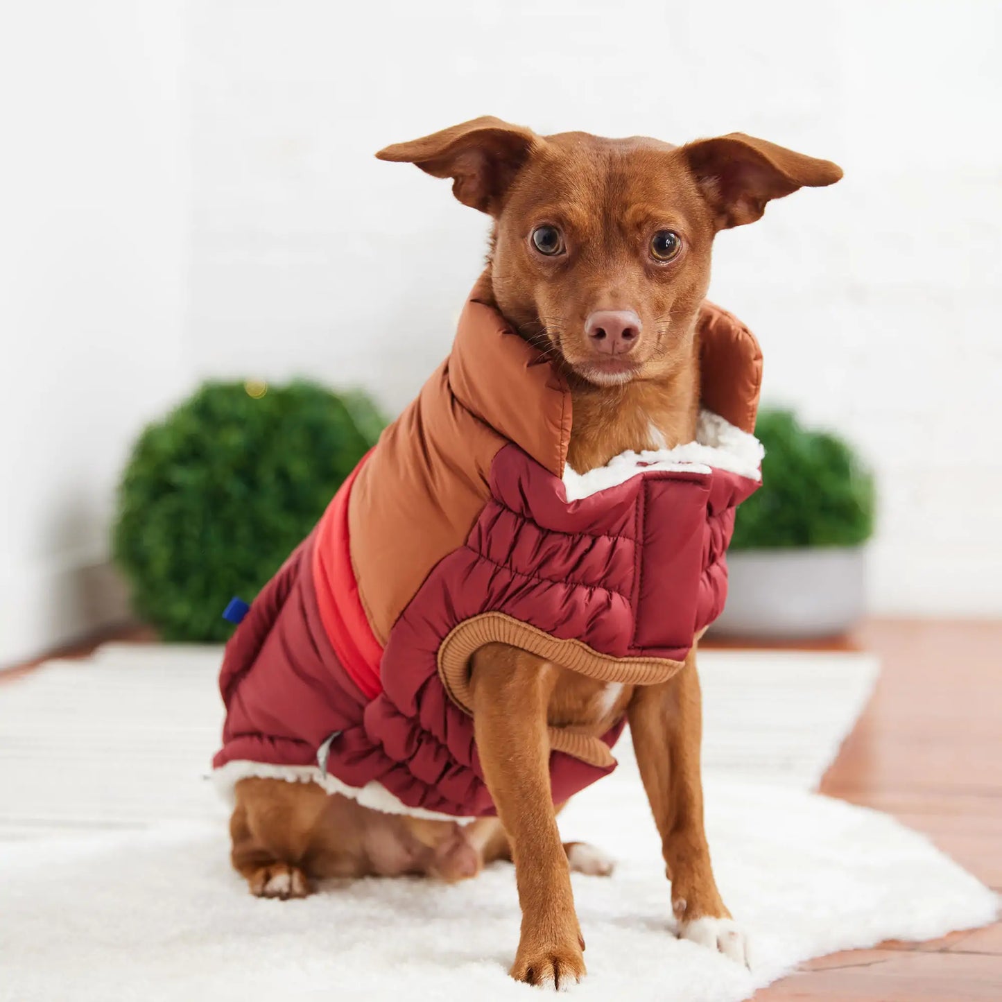 GF Pet | Retro Puffer - Dark Red