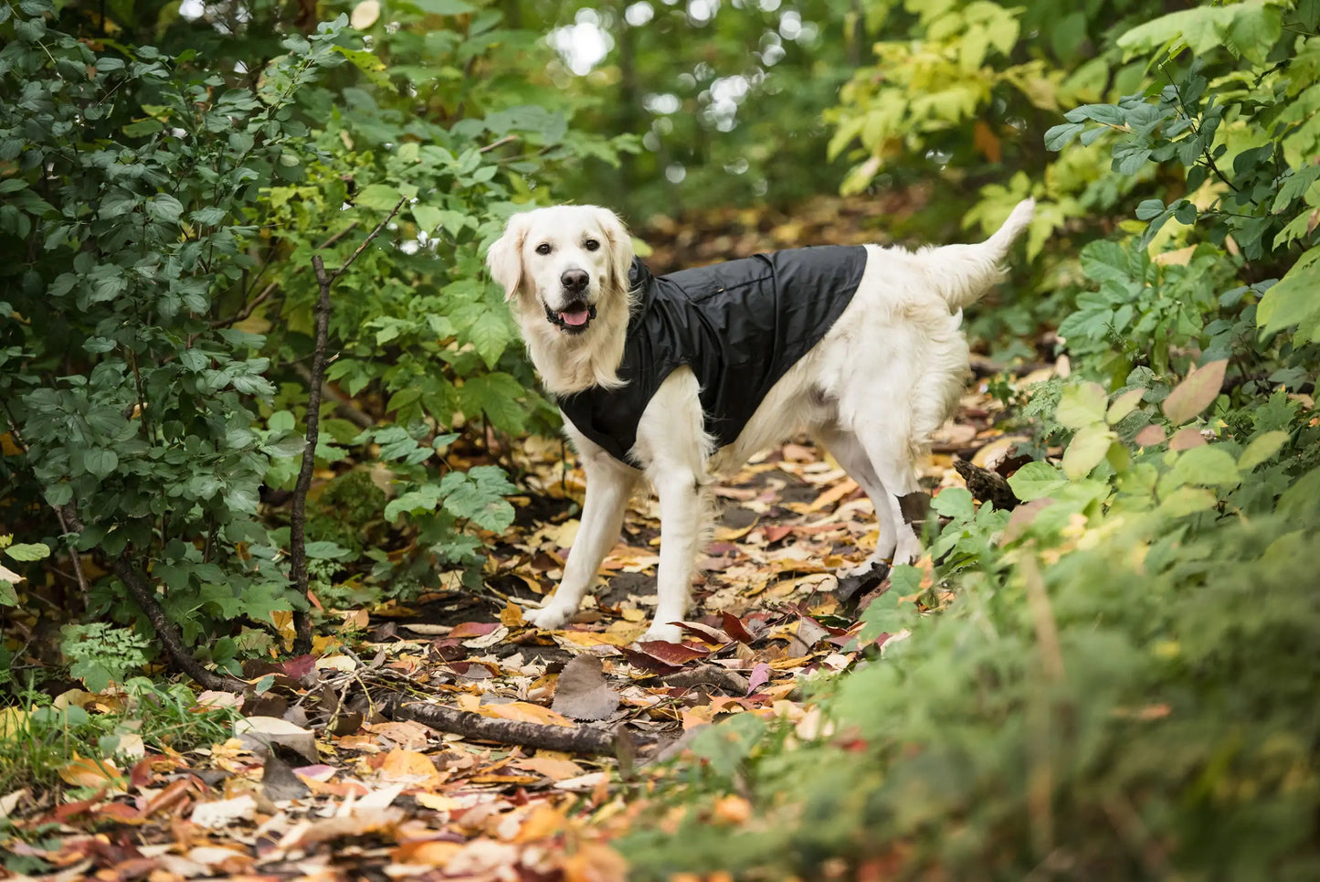 Black Packable Dog Raincoat - US Army