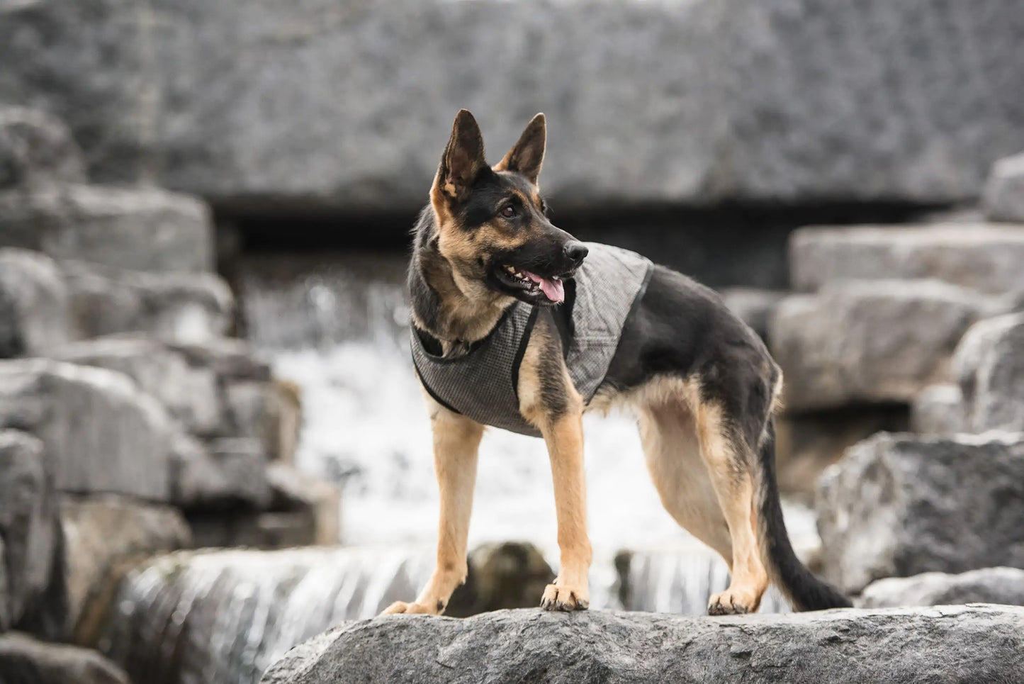 Army | Dog Cooling Vest